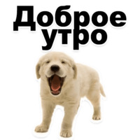 Щенки