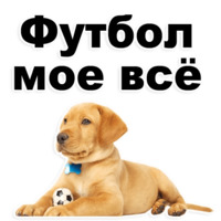 Щенки