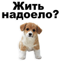 Щенки