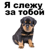 Щенки