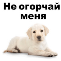 Щенки