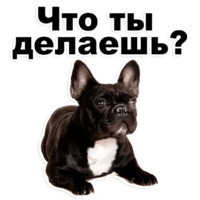 Щенки