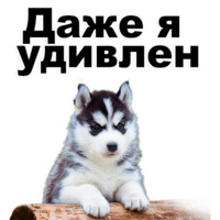 Щенки