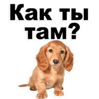 Щенки