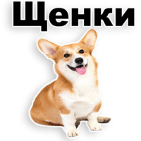 Щенки