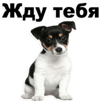 Щенки