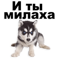 Щенки