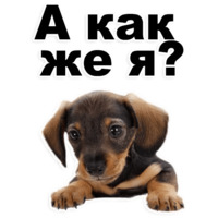 Щенки
