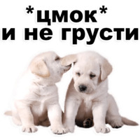 Щенки