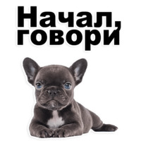 Щенки