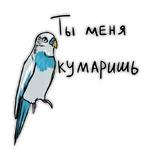 Злые попугайчики (@artstriks)