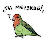 Злые попугайчики (@artstriks)