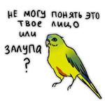 Злые попугайчики (@artstriks)