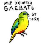 Злые попугайчики (@artstriks)
