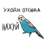Злые попугайчики (@artstriks)