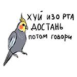 Злые попугайчики (@artstriks)