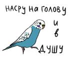 Злые попугайчики (@artstriks)