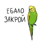 Злые попугайчики (@artstriks)