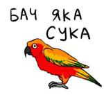 Злые попугайчики (@artstriks)