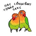 Злые попугайчики (@artstriks)