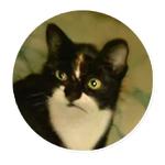 AI Cats (@ai_today)