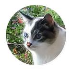 AI Cats (@ai_today)