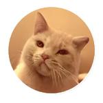 AI Cats (@ai_today)