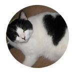 AI Cats (@ai_today)