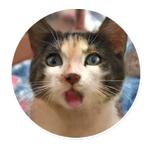 AI Cats (@ai_today)