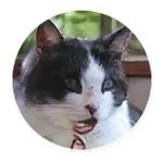 AI Cats (@ai_today)