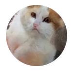 AI Cats (@ai_today)
