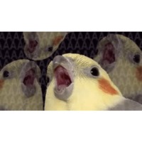 Птицы