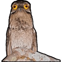 Птицы