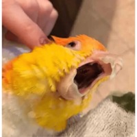 Птицы