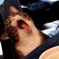 Сломанные коты