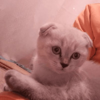 Сломанные коты