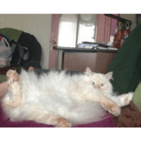 Сломанные коты