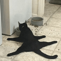 Сломанные коты
