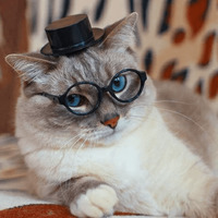Сломанные коты