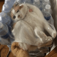 Сломанные коты