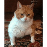 Сломанные коты