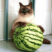 Сломанные коты
