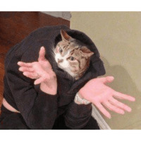 Сломанные коты