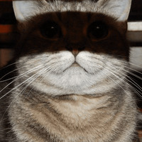 Сломанные коты