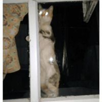 Сломанные коты