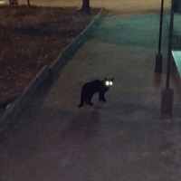 Сломанные коты