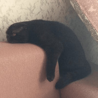Сломанные коты