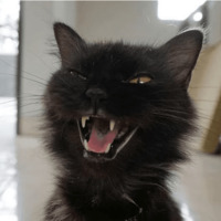 Сломанные коты