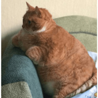 Сломанные коты