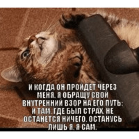 Сломанные коты